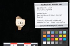 Foto (Objekt + Etikett) von Widdringtonia ungeri Endl. (NHMW-GEO-2024-0188-0144)